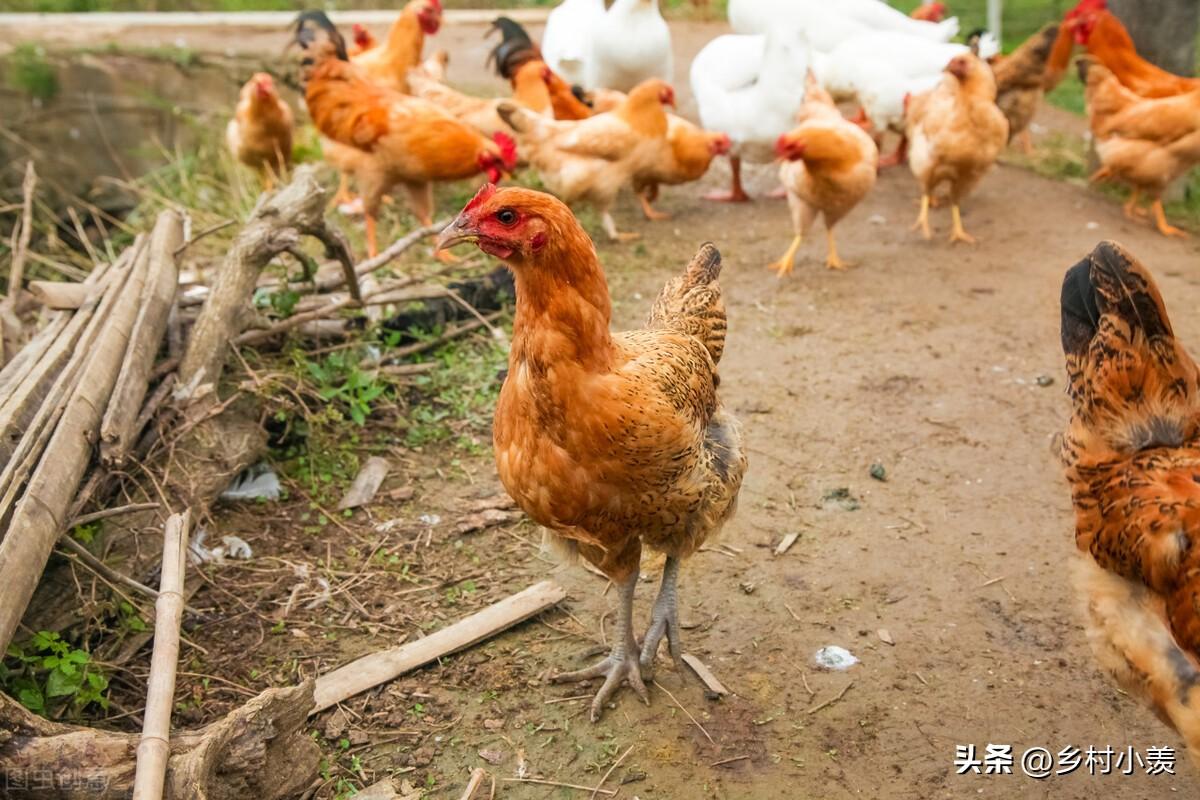 现在种什么副业最赚钱呢_种地可以致富吗_种地不赚钱农民的出路在哪