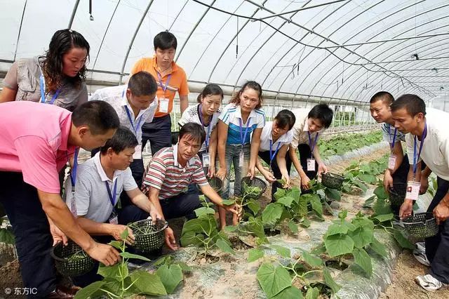 农民种地的前景如何_农民种地赚钱还是赔钱为什么_农村人怎么发展副业赚钱